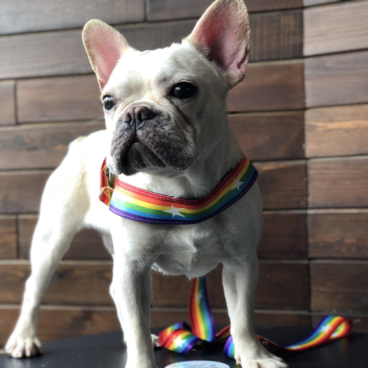 Discover the Rainbow Color Pet Chain Leash