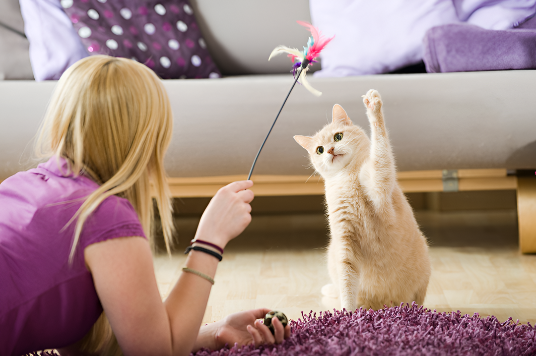 Why Interactive Toys Are Important for Pets