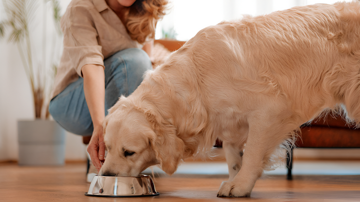Importance of Proper Pet Feeding Supplies