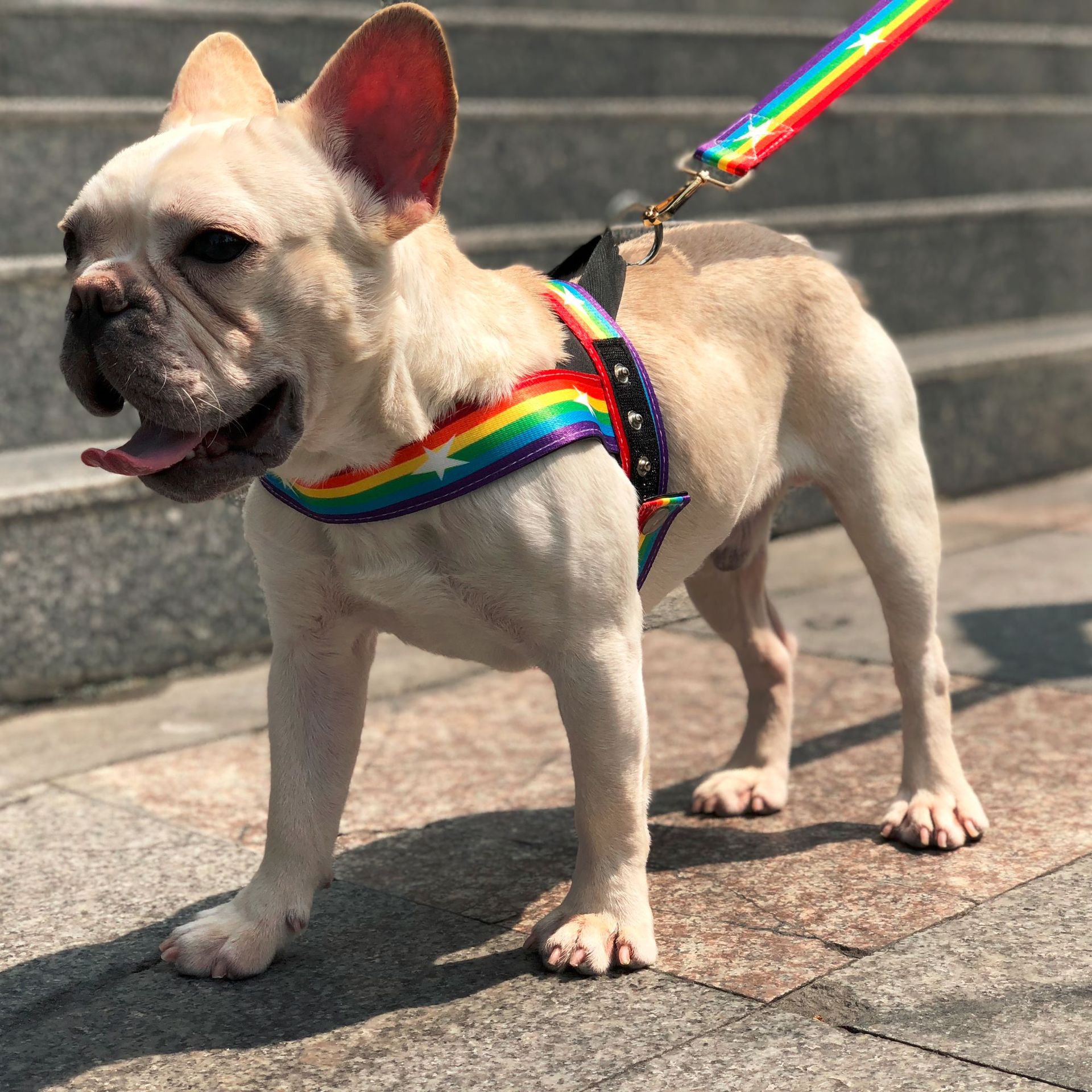 Rainbow Color Pet Chain Leash