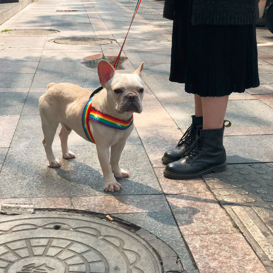Rainbow Color Pet Chain Leash