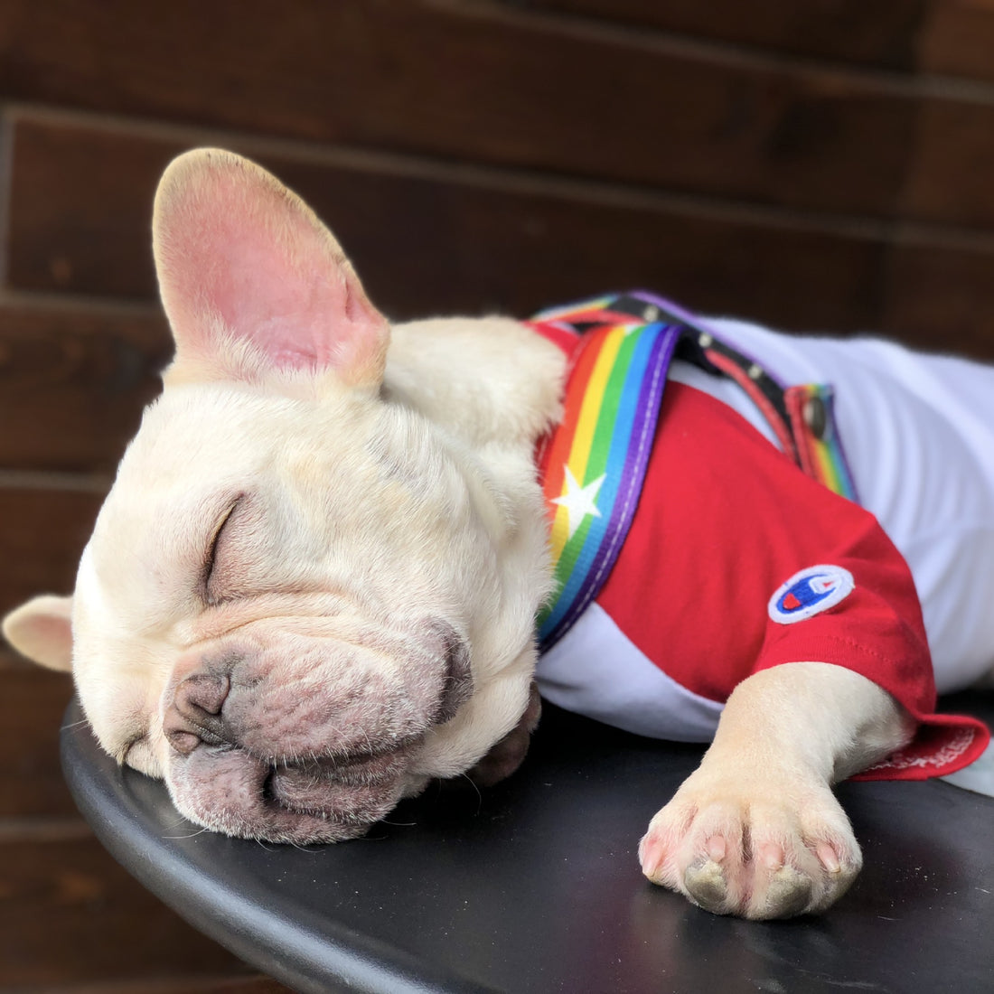 Rainbow Color Pet Chain Leash