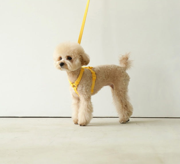 Macaron Style Fashion Pet Leash